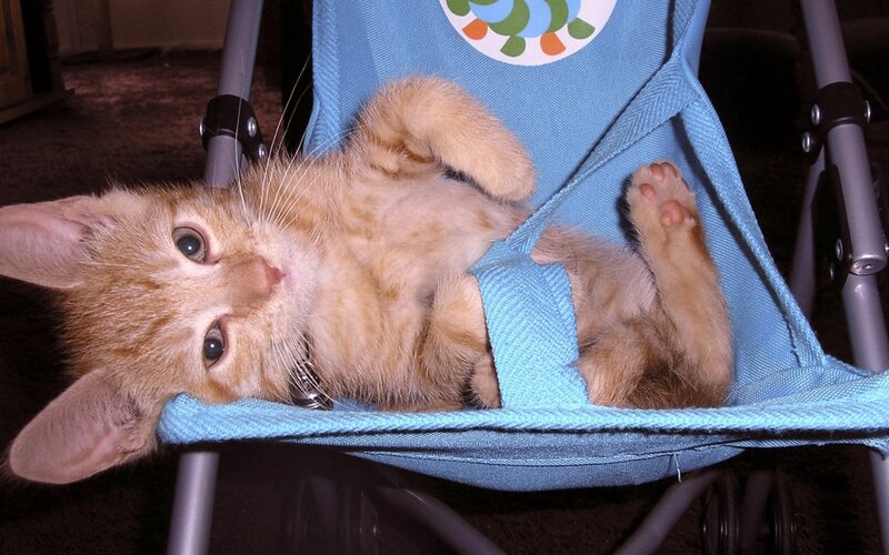 Orange Kitten in Stroller