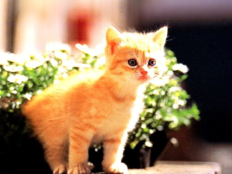 Orange kitten in sunlight