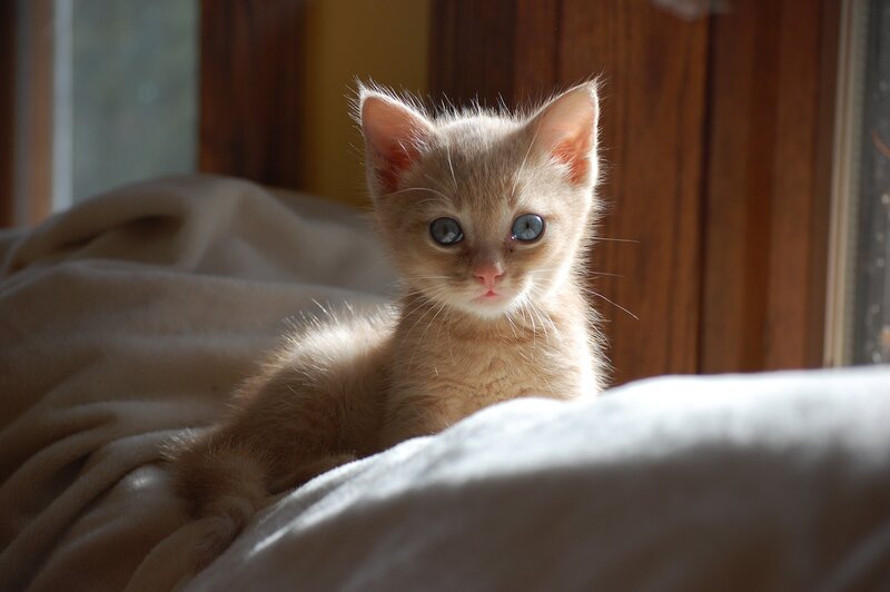 Orange Kitten in Sunlight — Calm, Morning
