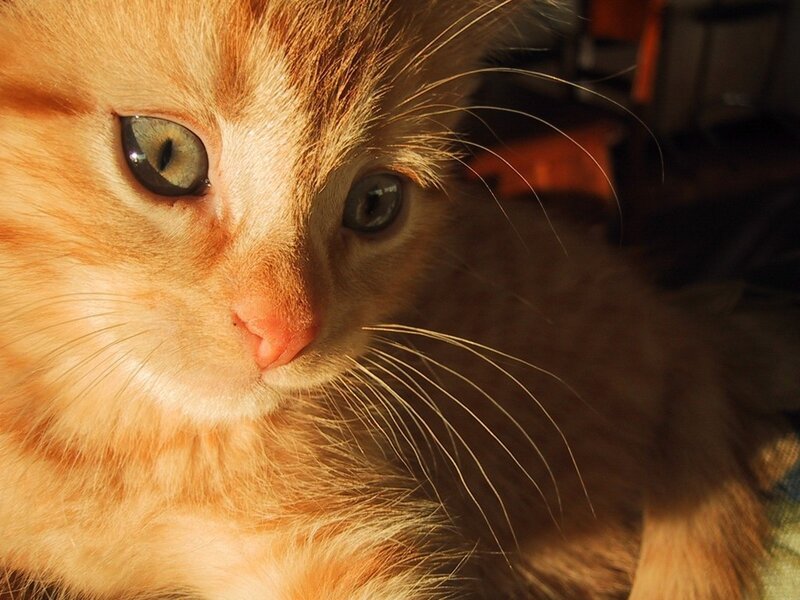 Orange Kitten in Sunlight — Calm, Sunset