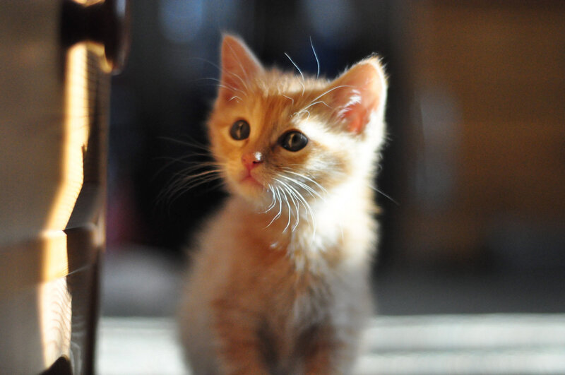 Orange Kitten in Sunlight — Calm