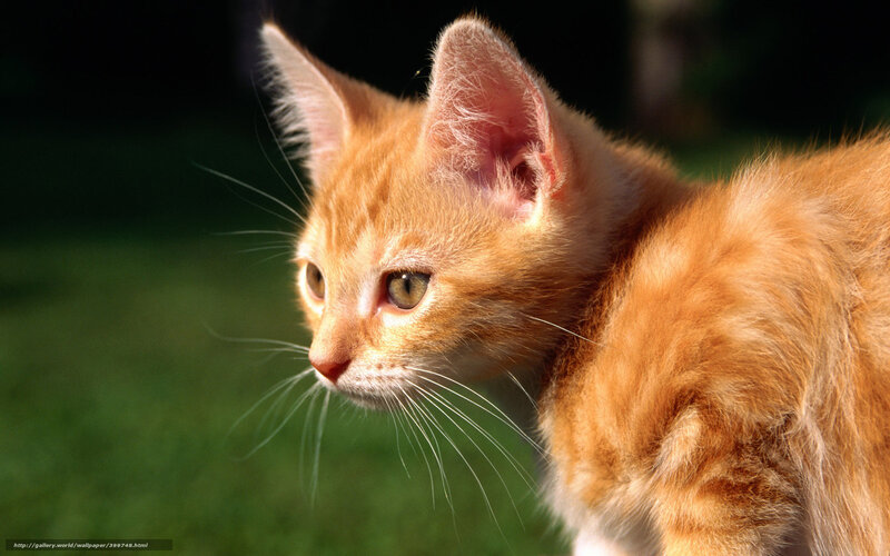 orange kitten in sunlight