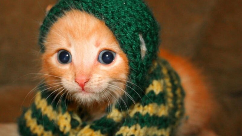 Orange Kitten in Sweater — Green