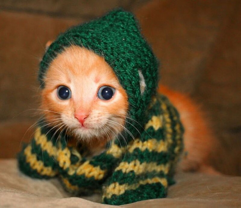Orange Kitten in Sweater