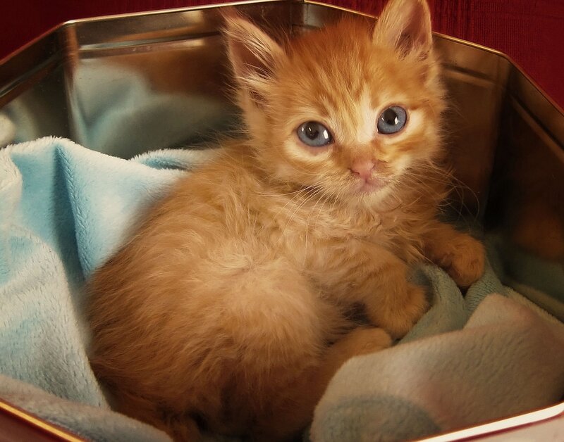Orange Kitten in Tin — Calm, Photograph, Blanket