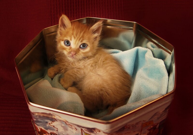 Orange Kitten in Tin — Calm, Photograph