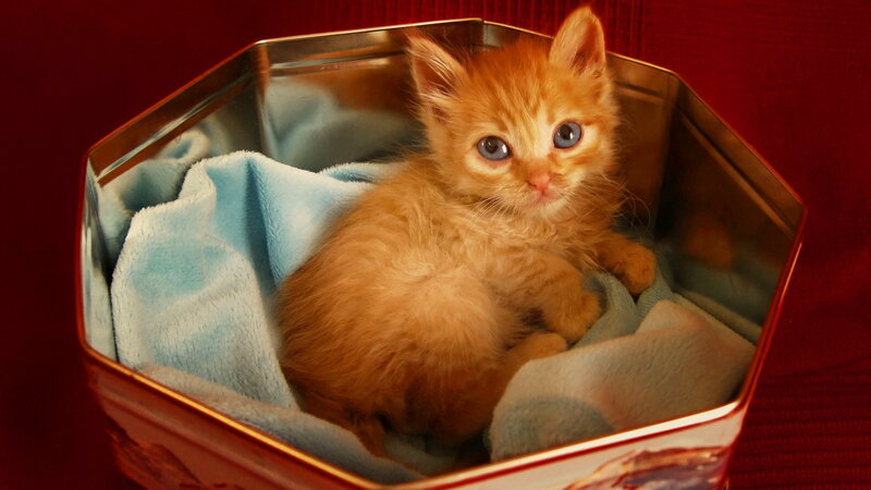 Orange Kitten in Tin — Calm, Photograph, Tin Can