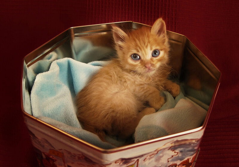 Orange Kitten in Tin — Calm