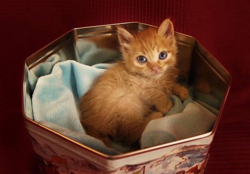 Orange Kitten in Tin — Red