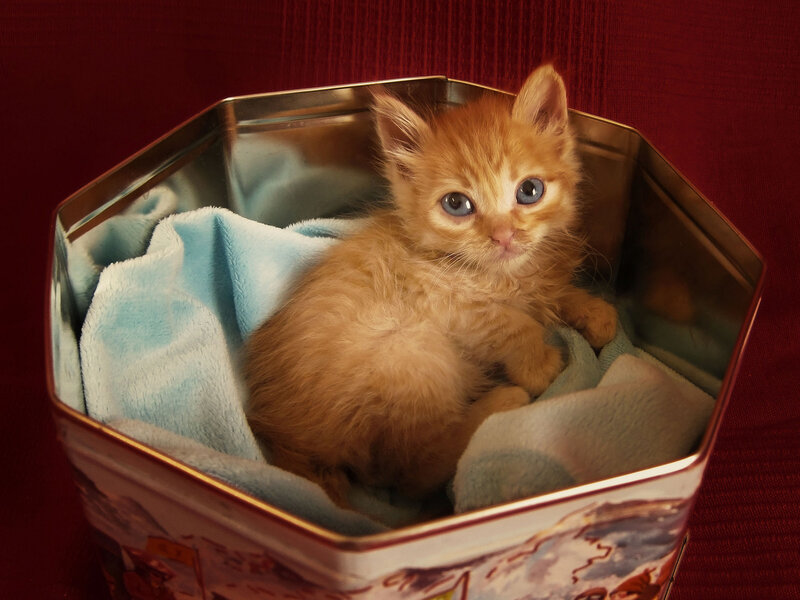 Orange Kitten in Tin