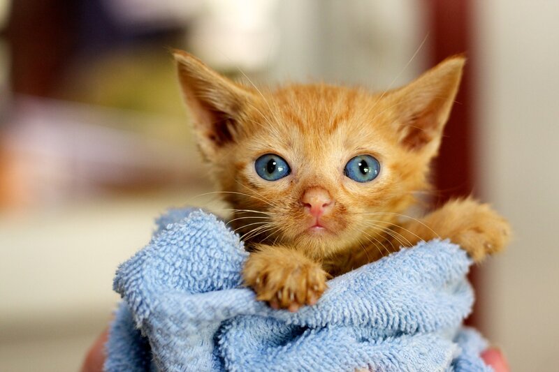 Orange Kitten in Towel