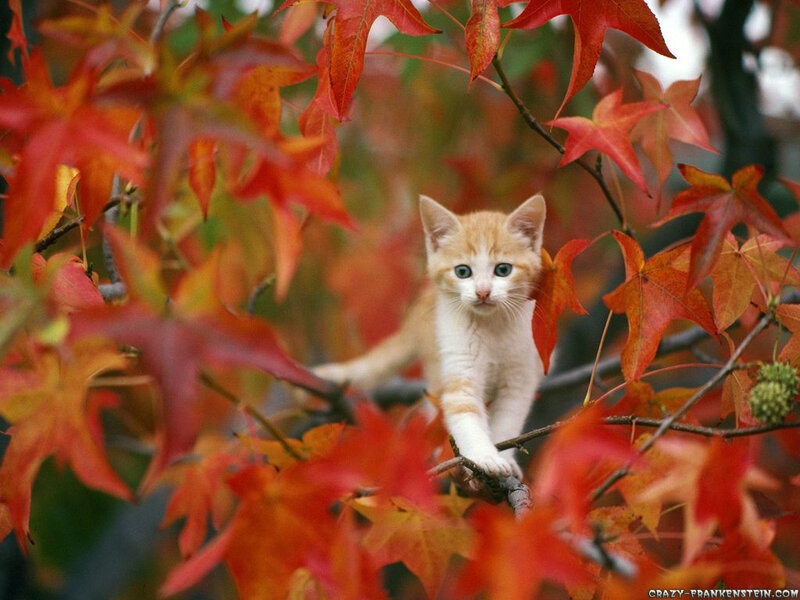 Orange Kitten in Tree — Autumn