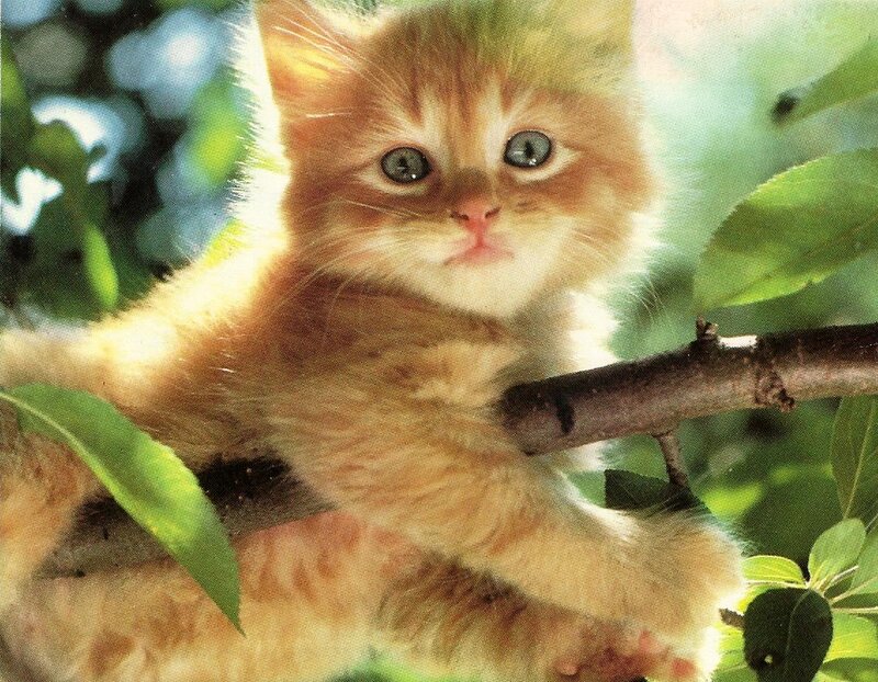 Orange Kitten in Tree — Calm, Afternoon, Photograph