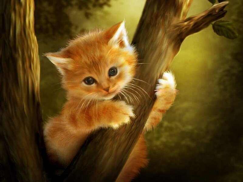 Orange Kitten in Tree — Calm, Afternoon