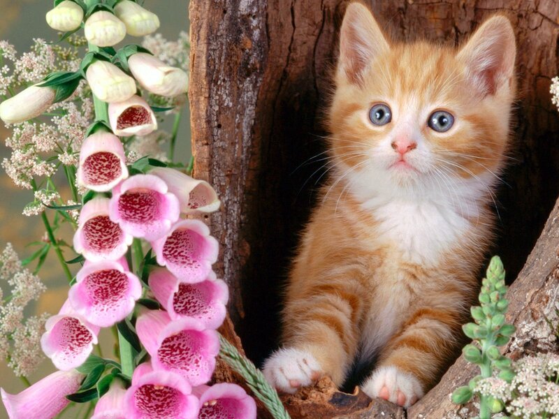 Orange Kitten in Tree — Calm, Spring, Photograph, Flowers