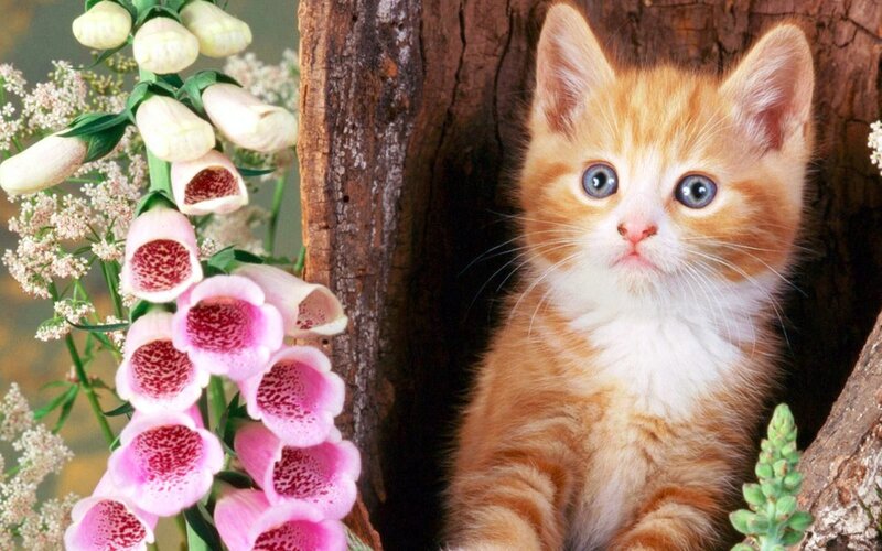Orange Kitten in Tree — Calm, Spring, Photograph
