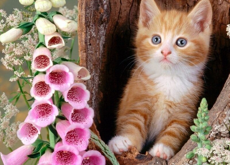 Orange Kitten in Tree — Calm
