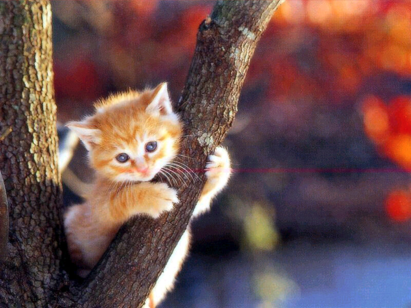 Orange Kitten in Tree — Curious
