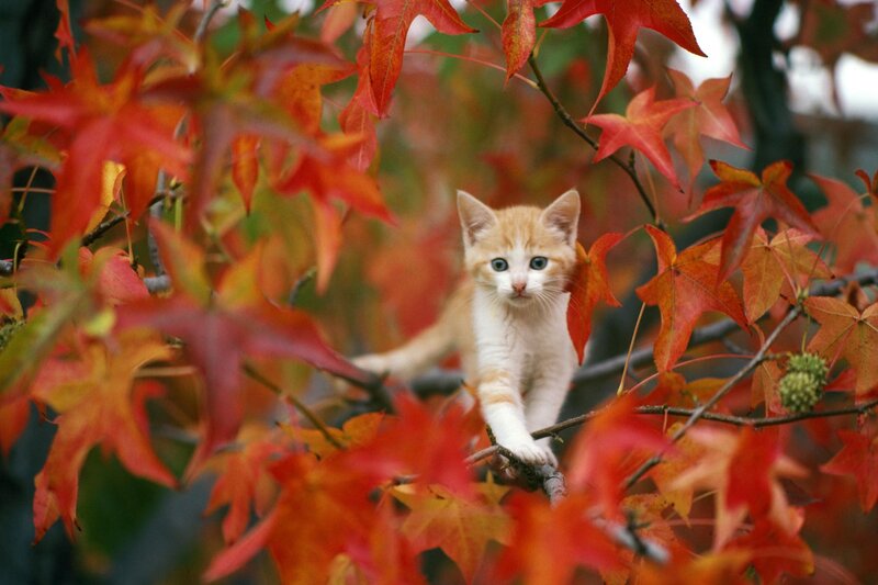 Orange Kitten in Tree — Red, Calm, Autumn, Photograph, Leaves, Branch