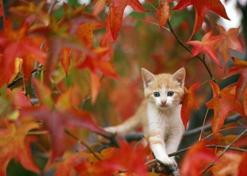 Orange Kitten in Tree — Red, Calm, Autumn, Photograph, Leaves, Branches, White
