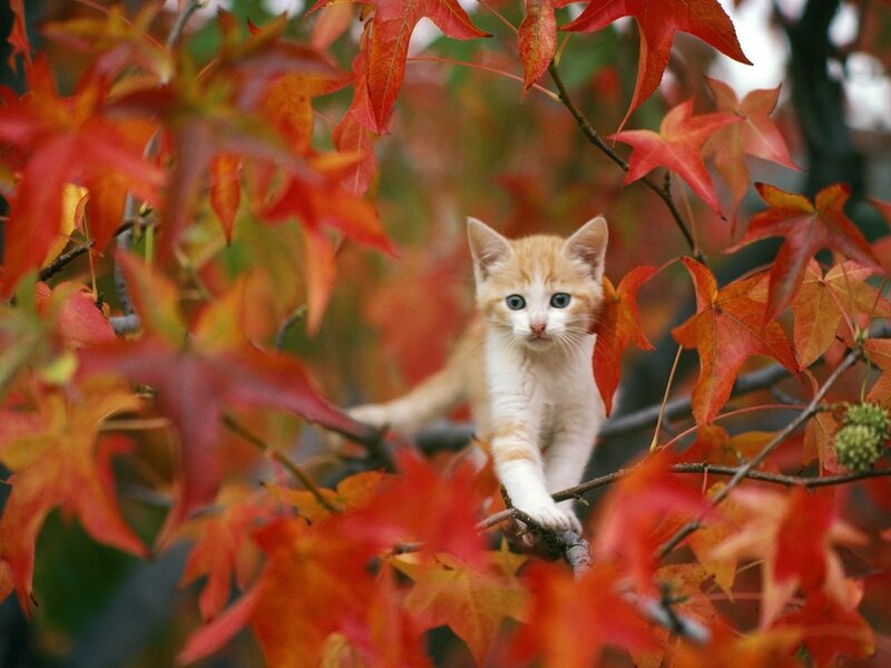 Orange Kitten in Tree — Red, Calm, Autumn, Photograph