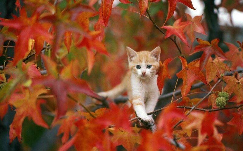 Orange Kitten in Tree — Red, Calm, Autumn