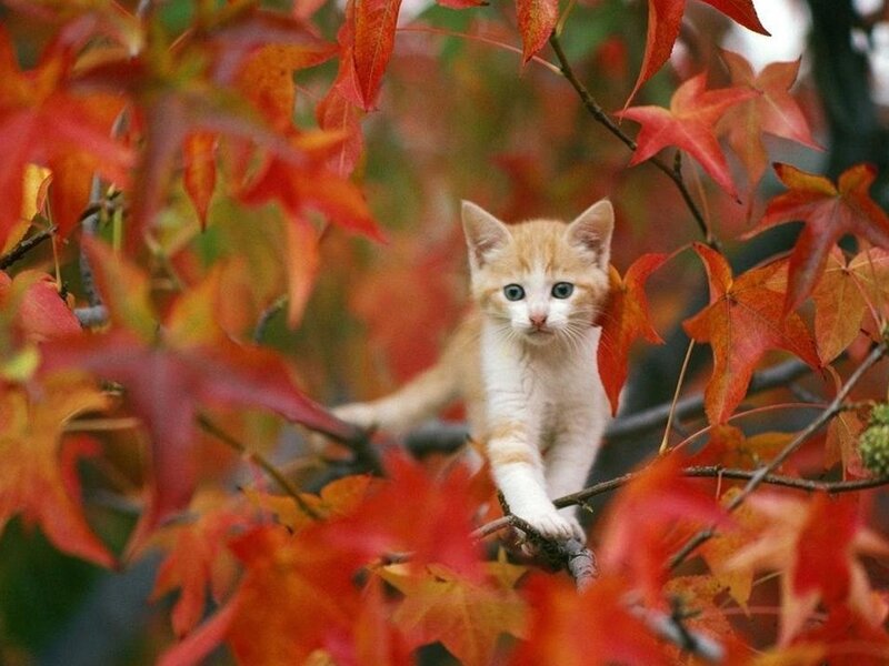 Orange Kitten in Tree — Red, Calm