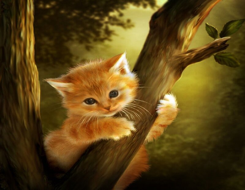 Orange Kitten in Tree — Serene, Afternoon