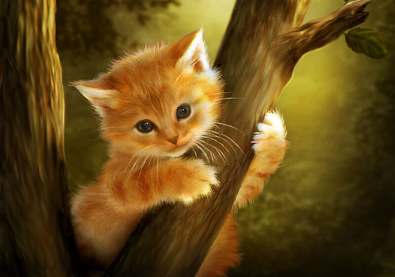 Orange Kitten in Tree — Serene