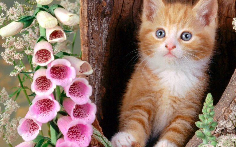 Orange Kitten in Tree