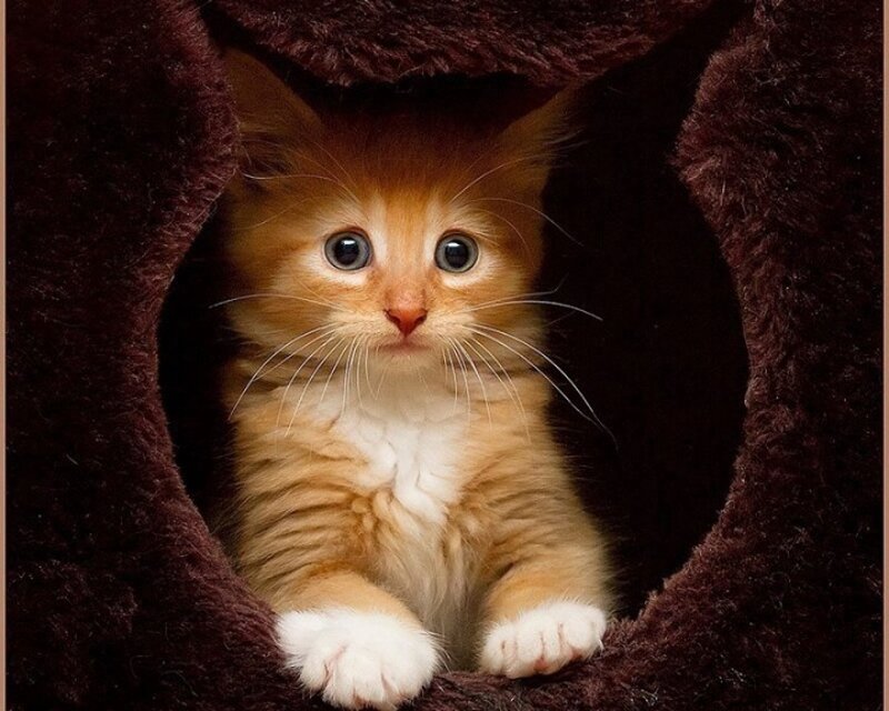 Orange Kitten in Tunnel