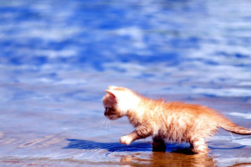 Orange Kitten in Water — Blue
