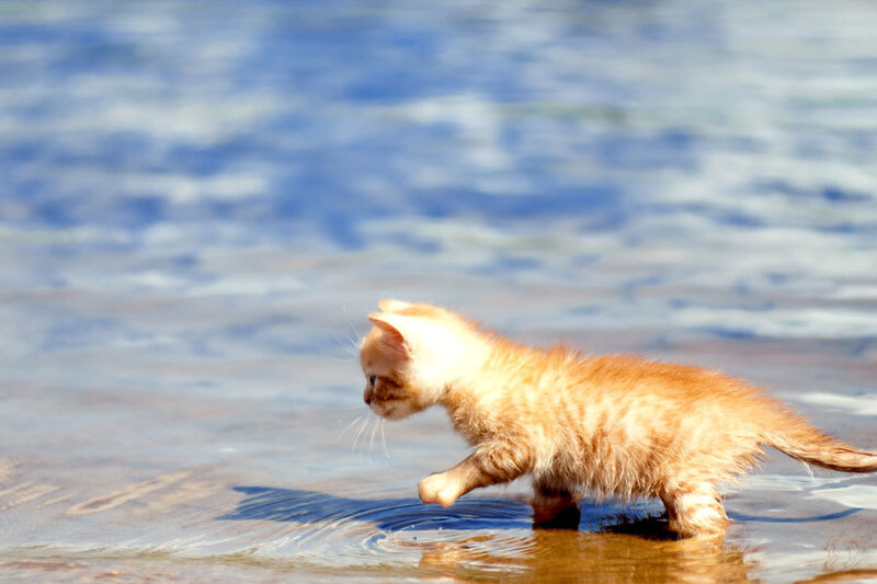 Orange Kitten in Water
