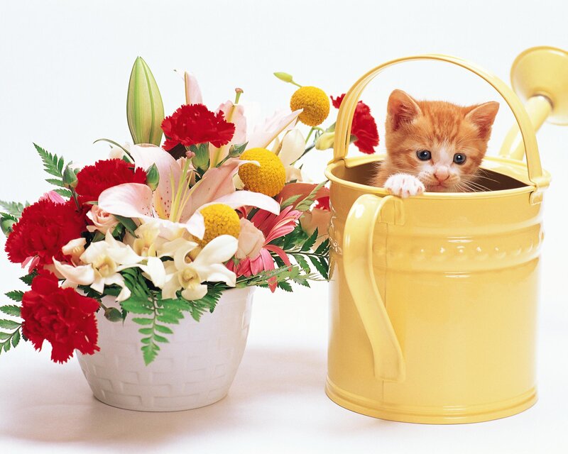 Orange Kitten in Watering Can — Yellow, Calm