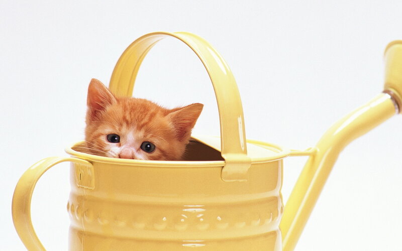 Orange Kitten in Watering Can — Yellow