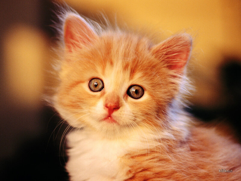 Orange Kitten — Innocent, Photograph, Eyes
