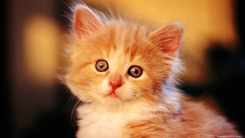 Orange Kitten — Innocent