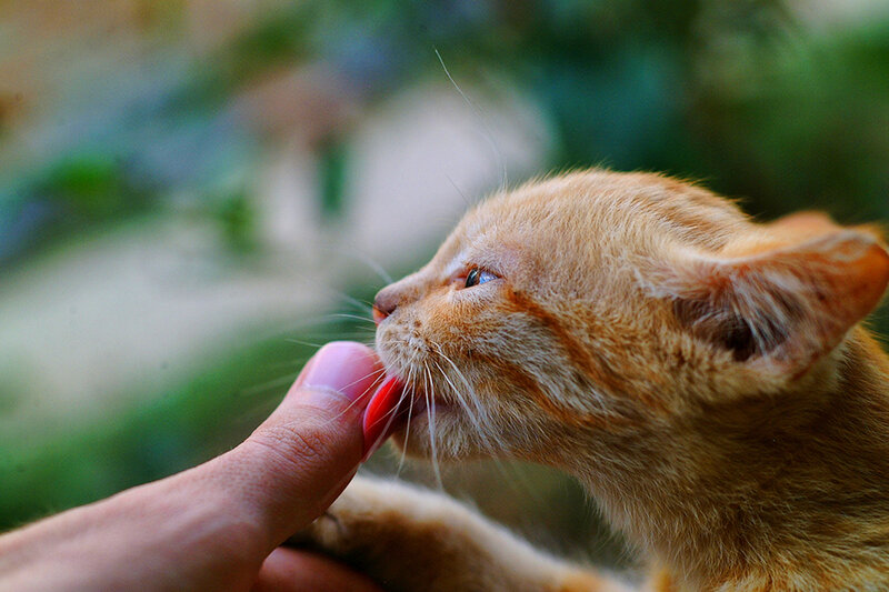 Orange Kitten Licking Finger