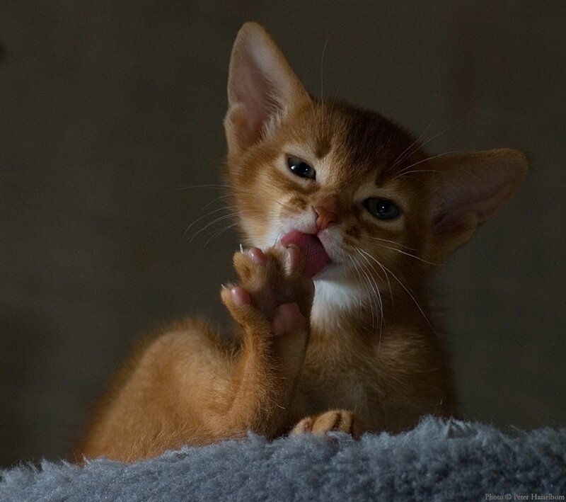 Orange Kitten Licking Paw