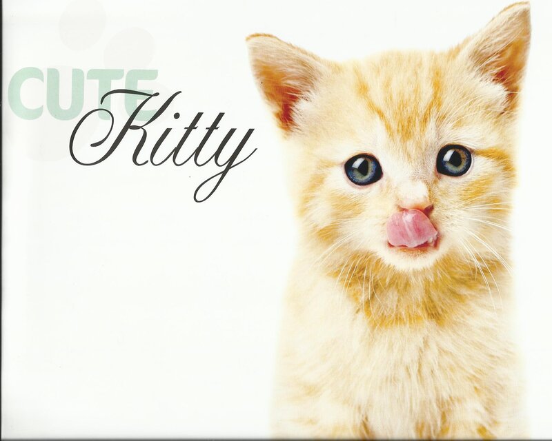 Orange Kitten Licking
