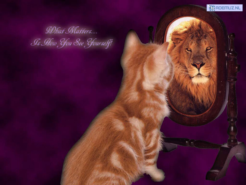 Orange Kitten Looking at Mirror