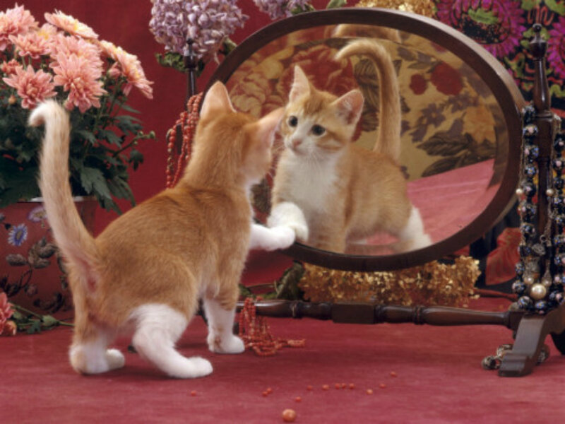 Orange Kitten Looking in Mirror — Red