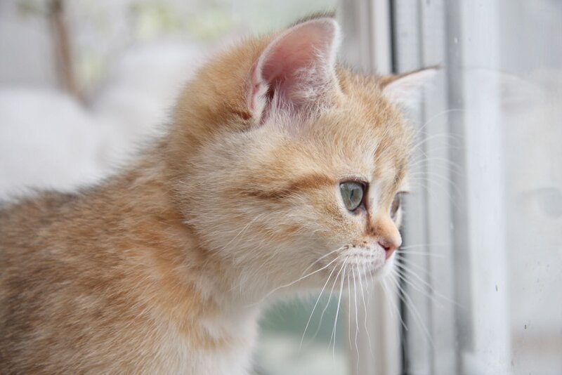 Orange Kitten Looking Out