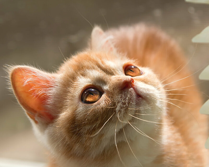 Orange Kitten Looking Up — Curious, Afternoon