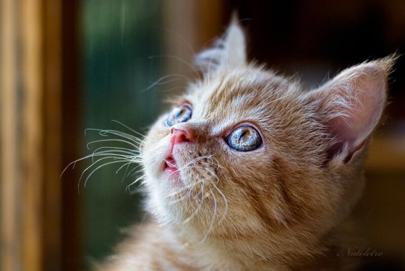 Orange Kitten Looking Up — Curious