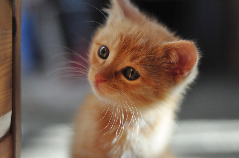 Orange Kitten Looking Up