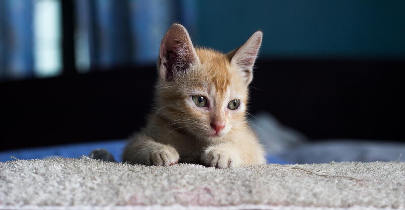 Orange Kitten Lying — Calm, Photograph, Carpet