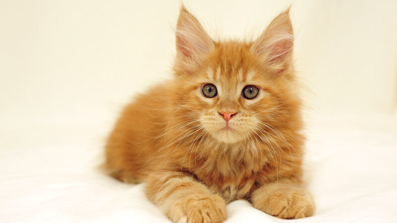 Orange Kitten Lying — Calm, Photograph
