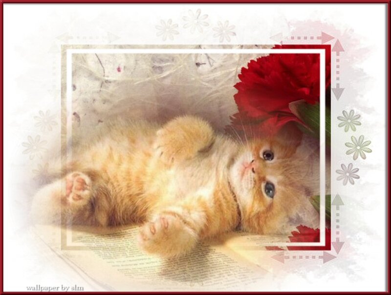 Orange Kitten Lying — Calm