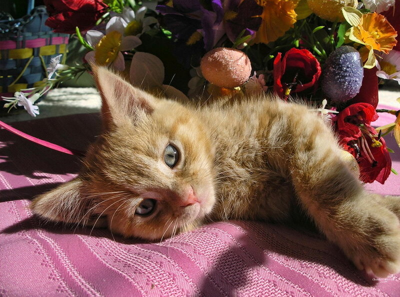 Orange Kitten Lying Down — Calm, Afternoon